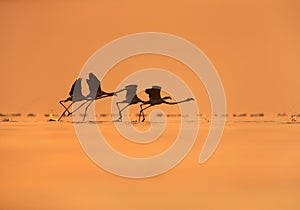 Greater Flamingos takeoff at Asker coast in the morning, Bahrain photo