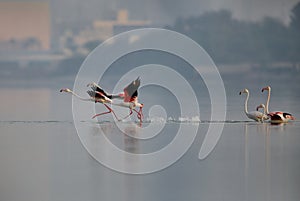 Greater Flamingos taking flight