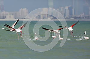 Greater Flamingos ulifting