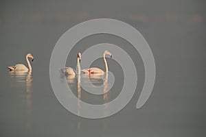 Greater Flamingos wading in calm water