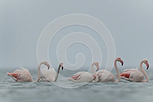 Greater Flamingos wading in cloudy weather in the morning