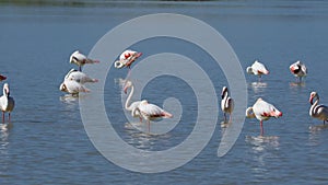 Greater flamingos in water - Etosha pan