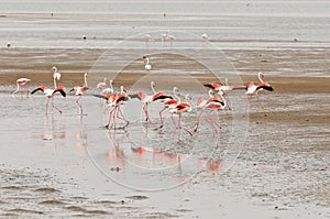 Greater Flamingos with wings extended at Walvis Bay