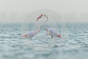 Greater Flamingos wrestle in water