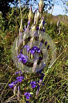 Greater Fringed Gentian  828775