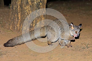 Greater galago on the ground