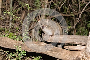 Greater Galago Otolemur garnettii in the Bush at Night