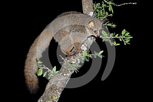 Greater galago in a tree