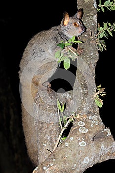 Greater galago in a tree - South Africa