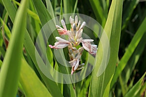 Greater Galangal Alpinia galanga plant is a pungent rhizome in the ginger family, and a classic ingredient in Thai cooking. It photo