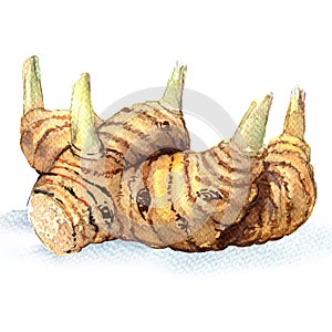 Greater galangal root isolated, watercolor illustration on white