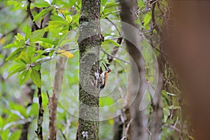 Greater Goldenback, Buff-spotted Flameback, Greater Flameback or Greater Goldenback