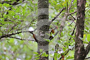 Greater Goldenback, Buff-spotted Flameback, Greater Flameback or Greater Goldenback