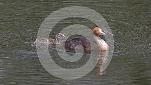 Greater grebe with the chick swimming on the lake