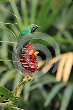 Greater green leafbird