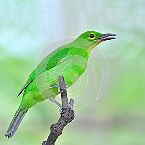 Greater green leafbird