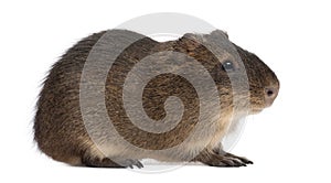 Greater guinea pig, Cavia magna