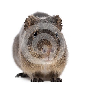 Greater guinea pig, Cavia magna photo