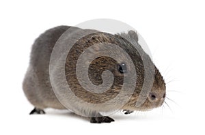 Greater guinea pig, Cavia magna