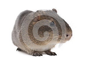 Greater guinea pig, Cavia magna