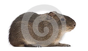 Greater guinea pig, Cavia magna