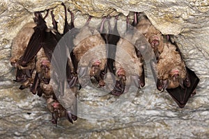 Greater Horsehoe Bat, rhinolophus ferrumequinum, Colony Hibernating in a Cave, Normandy