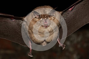 Greater horseshoe bat flight