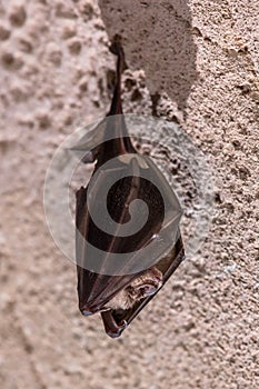 Greater horseshoe bat hanging folded