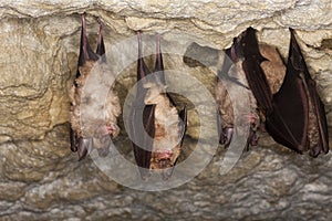 GREATER HORSESHOE BAT rhinolophus ferrumequinum