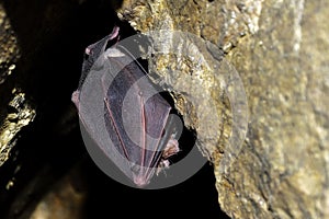 Greater horseshoe bat Rhinolophus ferrumequinum