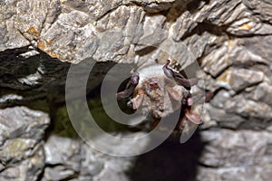 Greater horseshoe bat Rhinolophus ferrumequinum