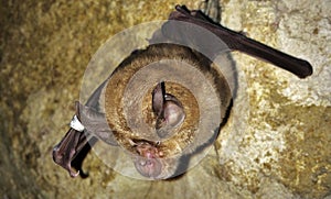 Greater horseshoe bat Rhinolophus ferrumequinum