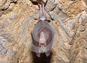 Greater horseshoe bat( Rhinolophus ferrumequinum)