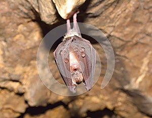 Greater horseshoe bat( Rhinolophus ferrumequinum)