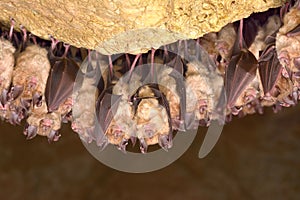 Greater horseshoe bat Rhinolophus ferrumequinum