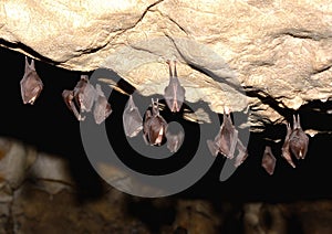 Greater horseshoe bat Rhinolophus ferrumequinum