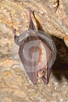 Greater horseshoe bat Rhinolophus ferrumequinum in the cave photo