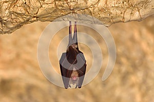 Greater horseshoe bat Rhinolophus ferrumequinum in the cave