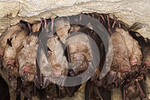 GREATER HORSESHOE BAT rhinolophus ferrumequinum, COLONY HIBERNATING IN A CAVE, NORMANDY IN FRANCE