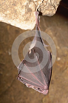 Greater horseshoe bat Rhinolophus ferrumequinum macro