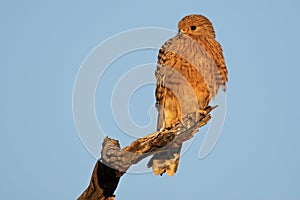 Greater kestrel