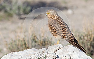 Greater kestrel (Falco rupicoloides)