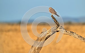 Greater Kestrel, Falco rupicoloides, african  bird of prey belonging to the falcon family. White-eyed kestrel perched on old tree