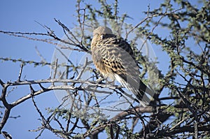 Greater kestrel (Falco rupicoloides) in Etosha national park, Namibia