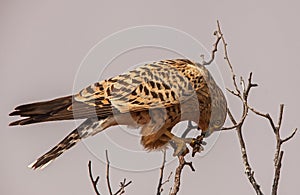 Greater Kestrel Falco rupicoloides having lunch