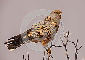 Greater Kestrel Falco rupicoloides