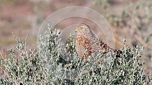 Greater kestrel (Falco rupicoloides)