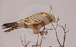 Greater Kestrel Falco rupicoloides with prey