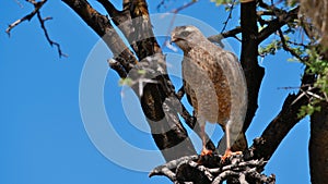 Greater kestrel falcon bird with brown plumage sitting on a tree in Kalahari desert, Etosha National Park.