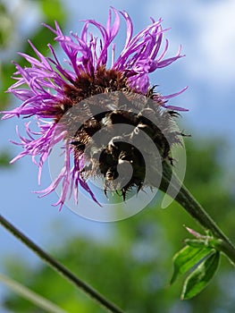 Greater knapweed